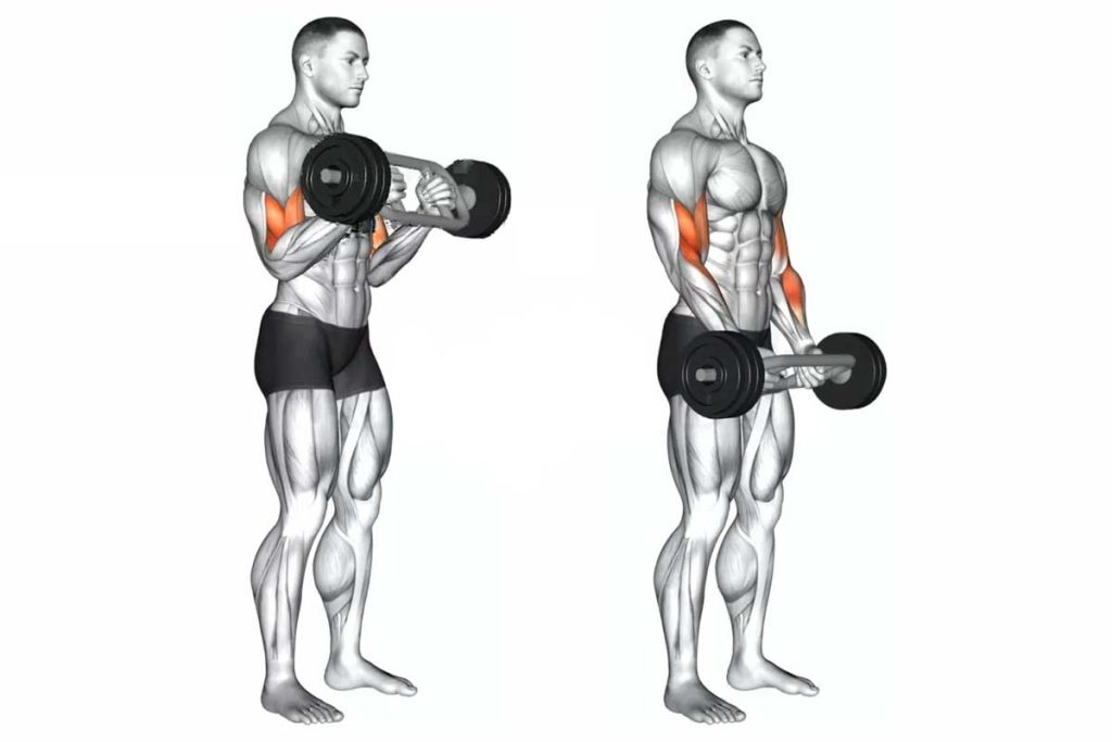 biomecanique-du-mouvement-curl-marteau